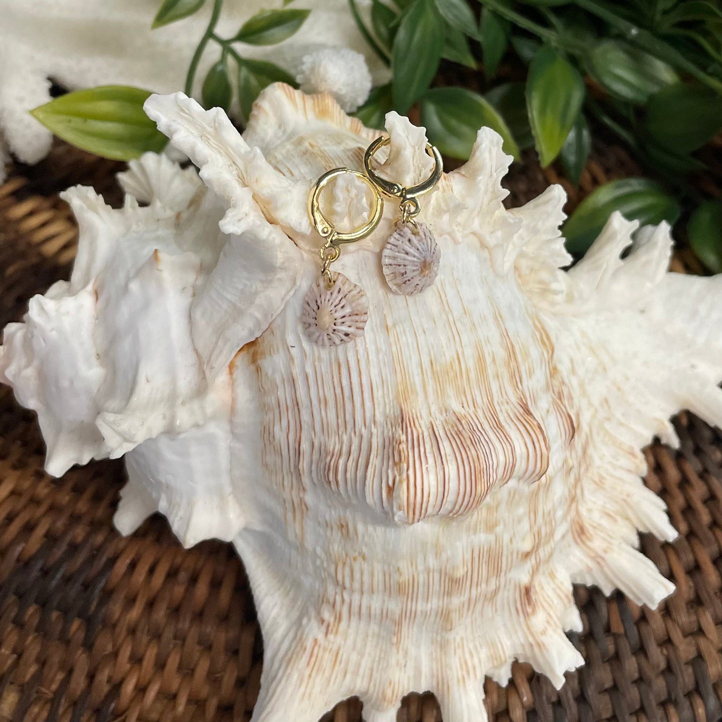 'Opihi Shell Huggies
