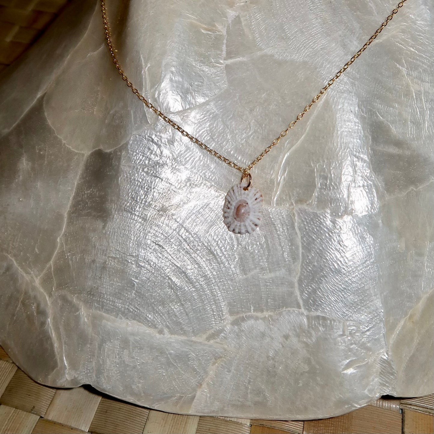 Dainty 'Opihi Shell Necklace